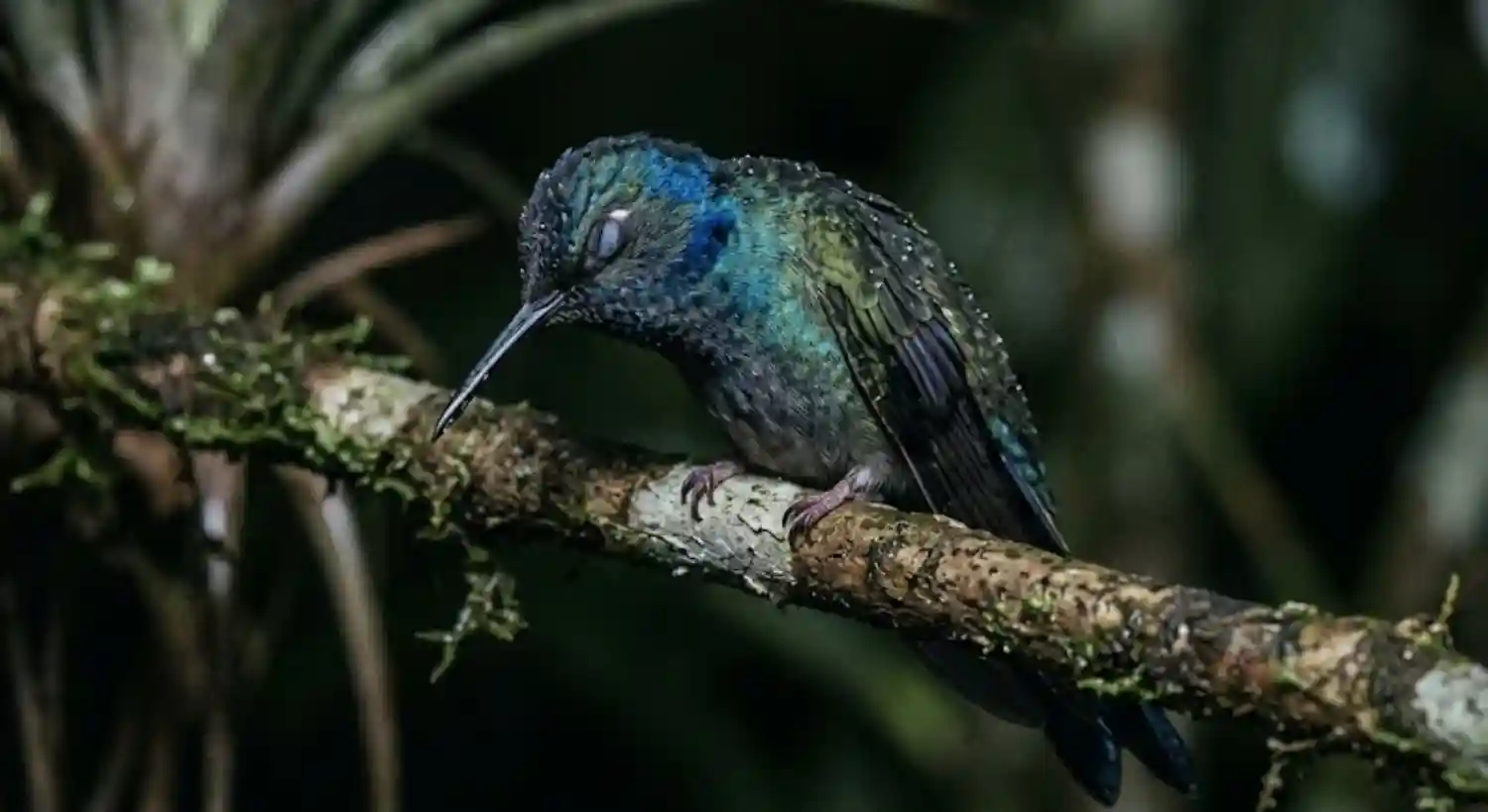 The Hummingbird Shuts Down Its Metabolism Every Night to Survive