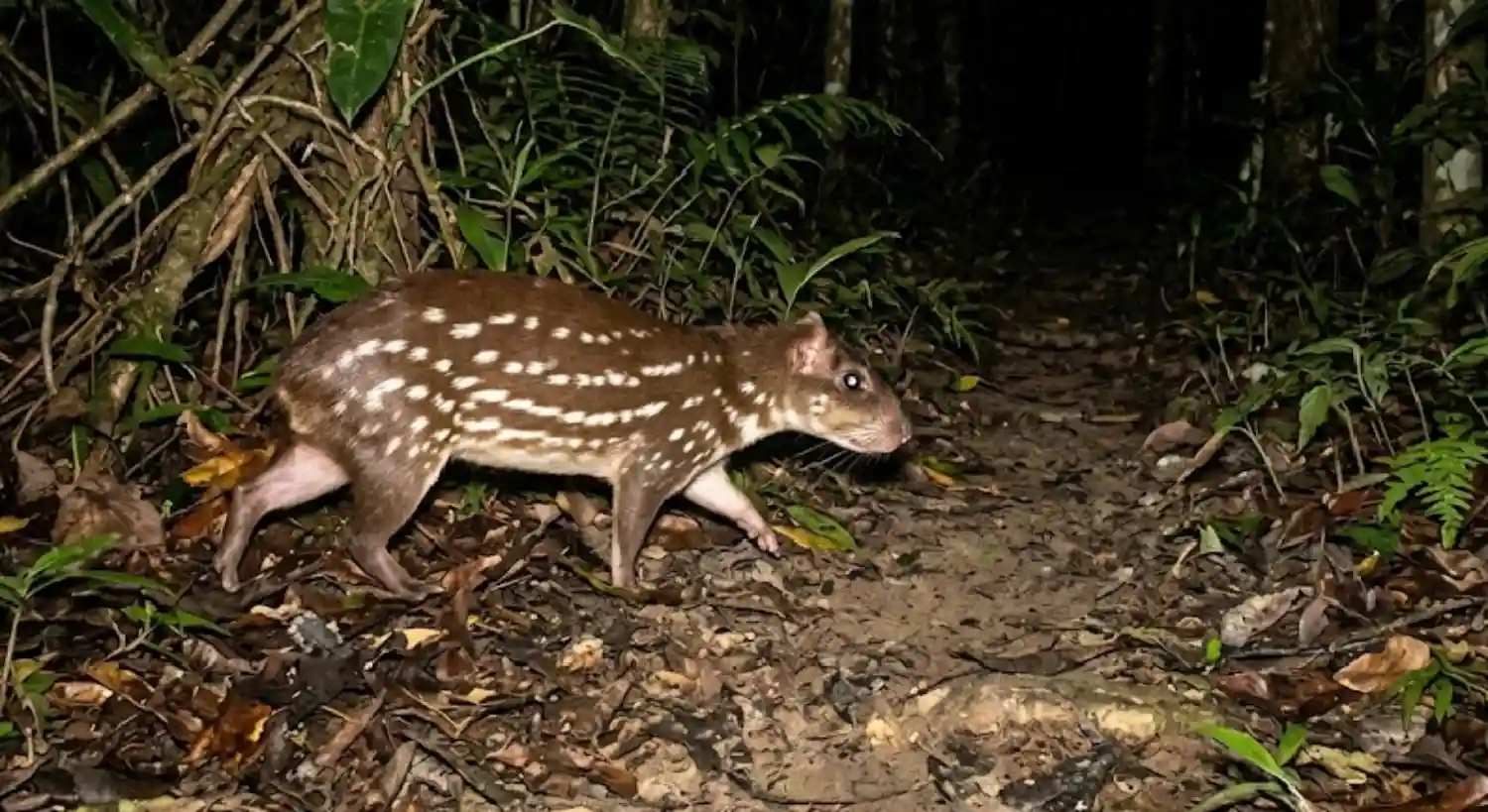 The Paca: The Nocturnal Rodent That Plants the Amazon