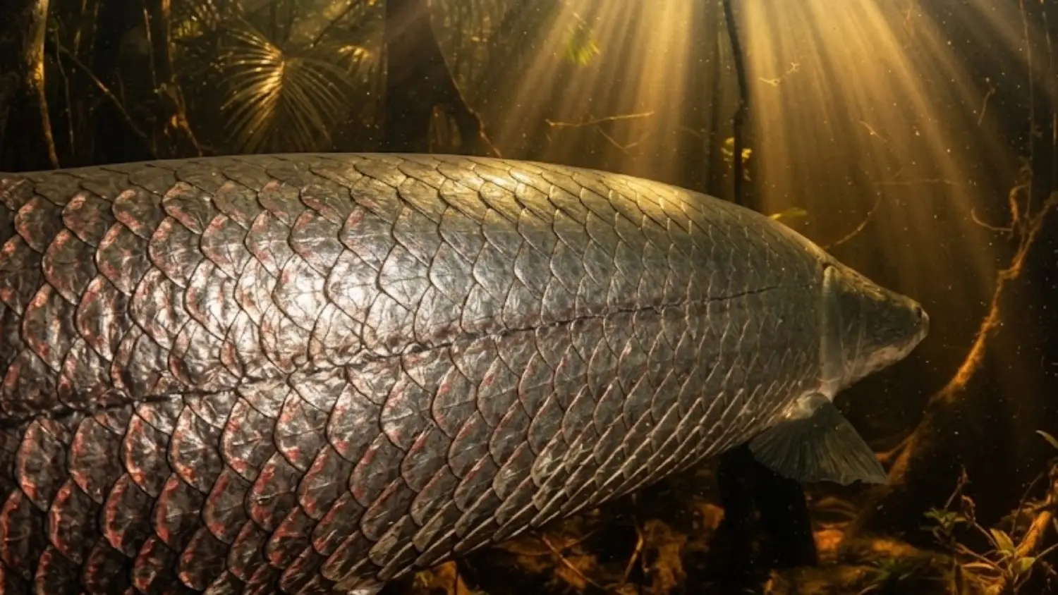 The Pirarucu's Armored Scale: Biomimicry That Inspires Body Armor