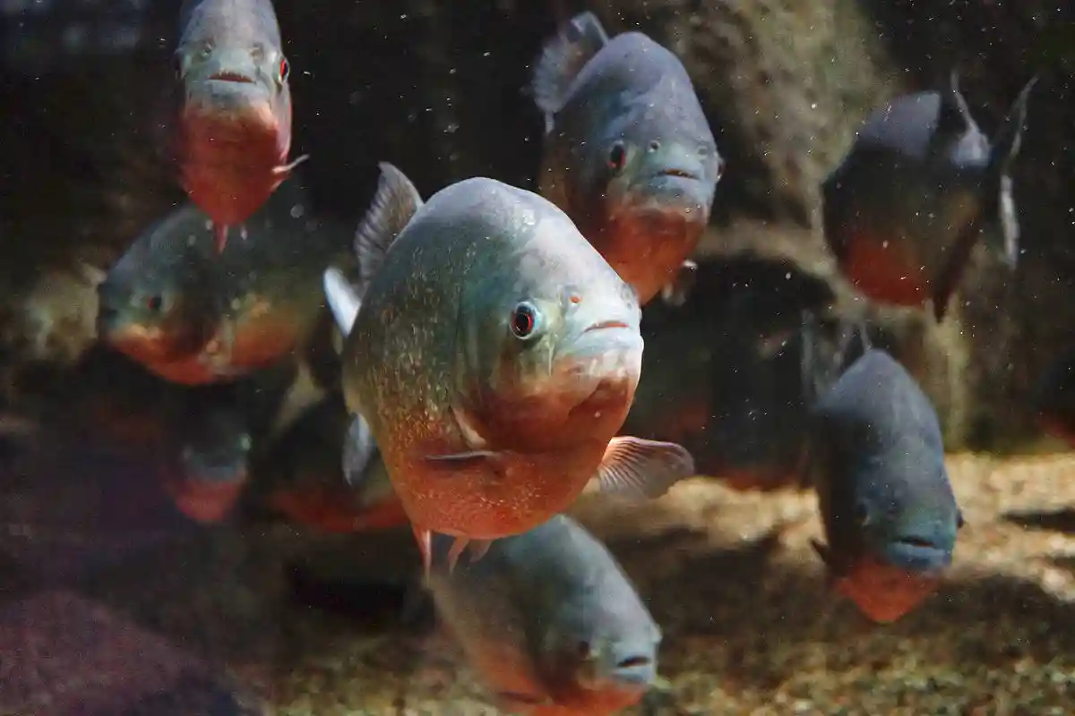 piranhas vermelhas em águas claras da Amazônia