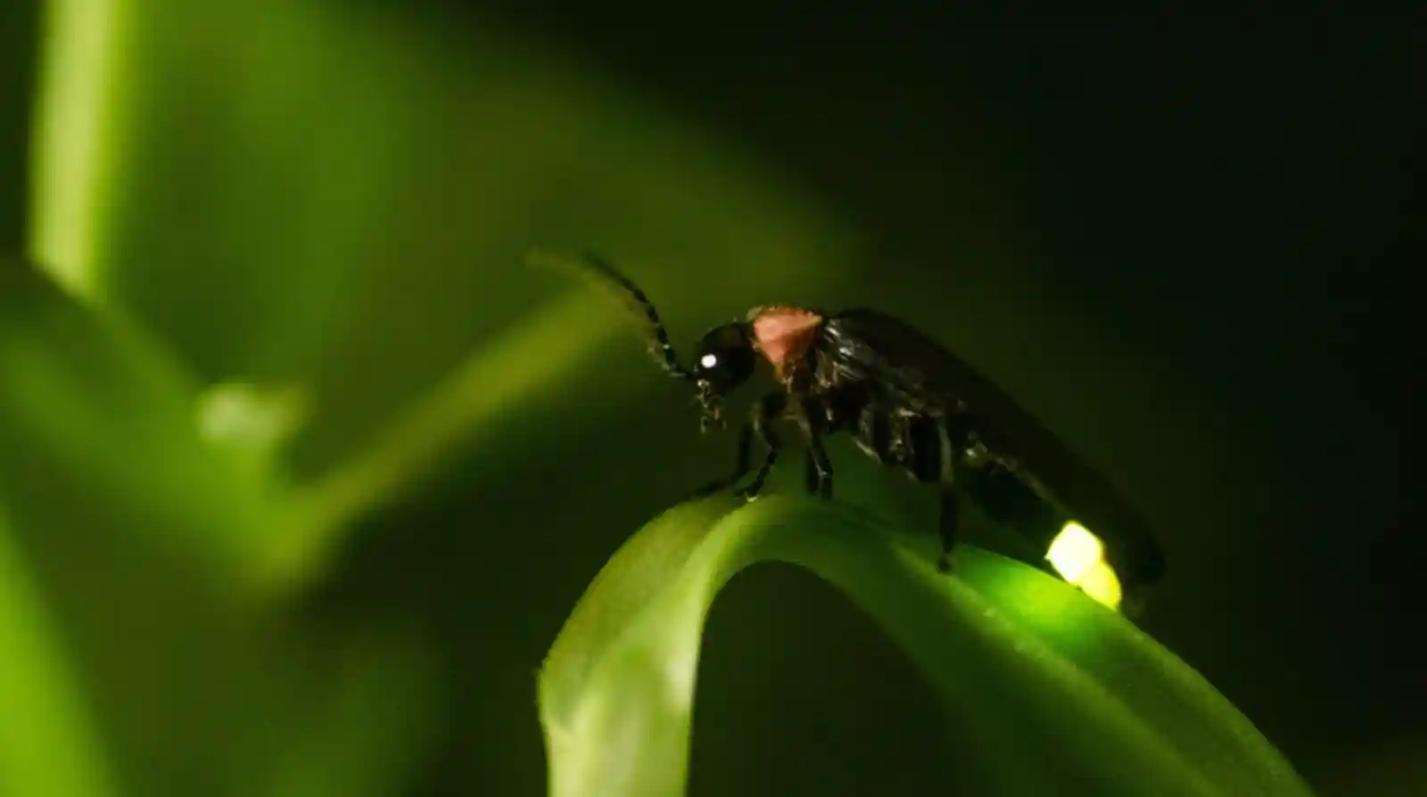O vagalume amazônico e sua bioluminescência perfeita que produz luz fria com quase cem por cento de eficiência energética