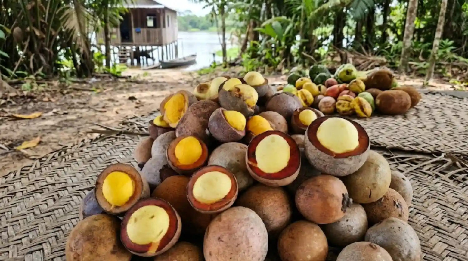 O piquiá é uma árvore amazônica cujo fruto fornece óleo essencial para as comunidades ribeirinhas e a gastronomia paraense