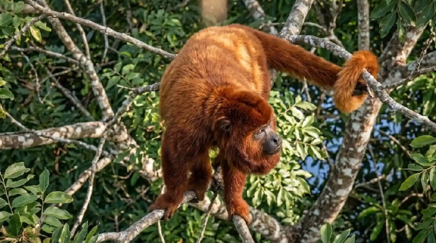 Como o osso hioide permite que o guariba, o macaco mais barulhento do mundo, projete seu som pela Amazônia