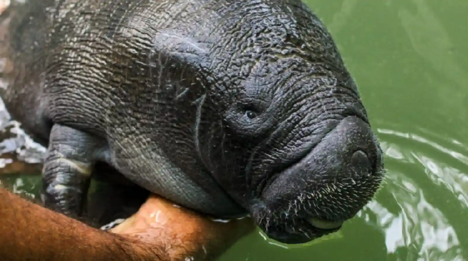 Os impactos climáticos extremos na fauna gigante da Amazônia e os desafios para a preservação das espécies selvagens brasileiras