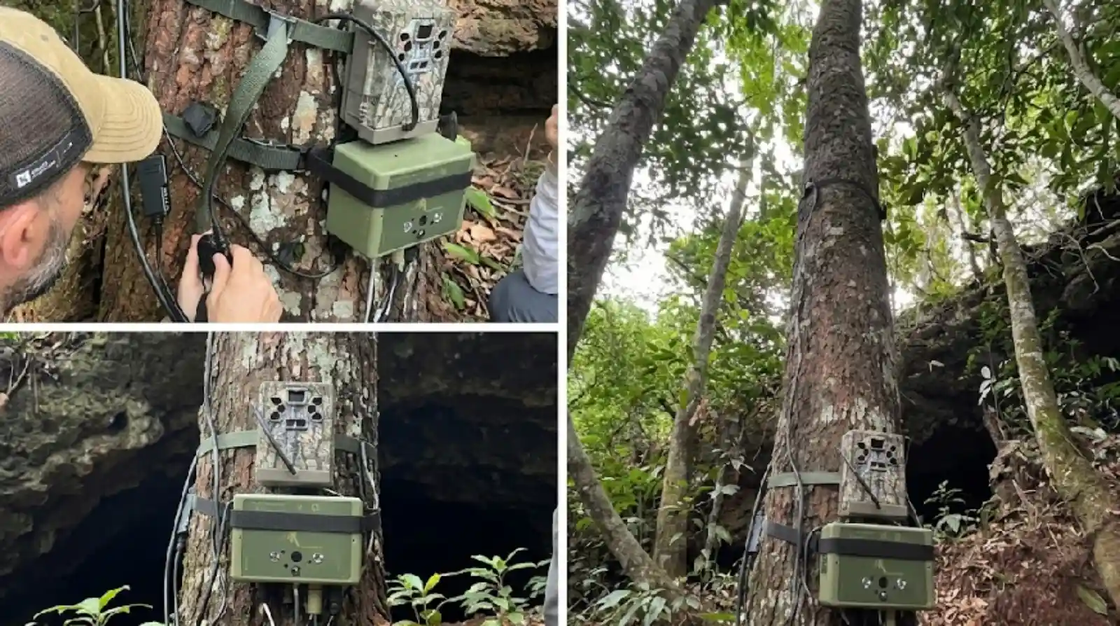 Counting Wildlife Pays: The Real Economics of Field Monitoring