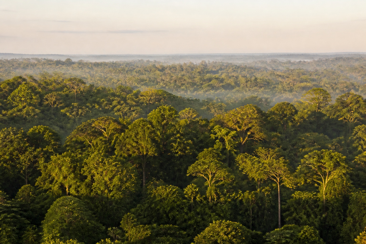 How the Amazon Shifts Its Chemical Language in a Drought