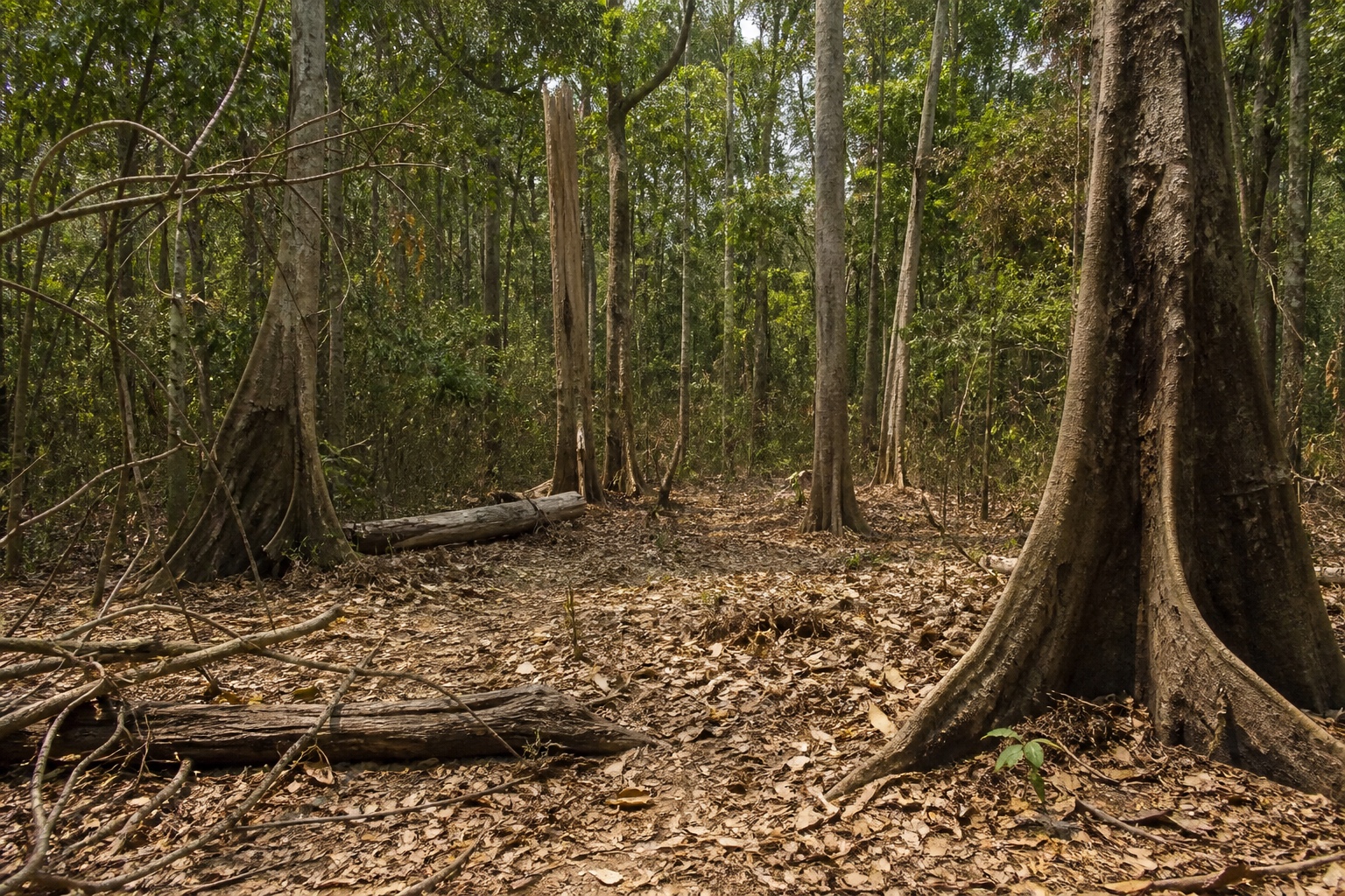 Twenty Years of Drought Did Not Kill This Amazon Forest, It Shrank It