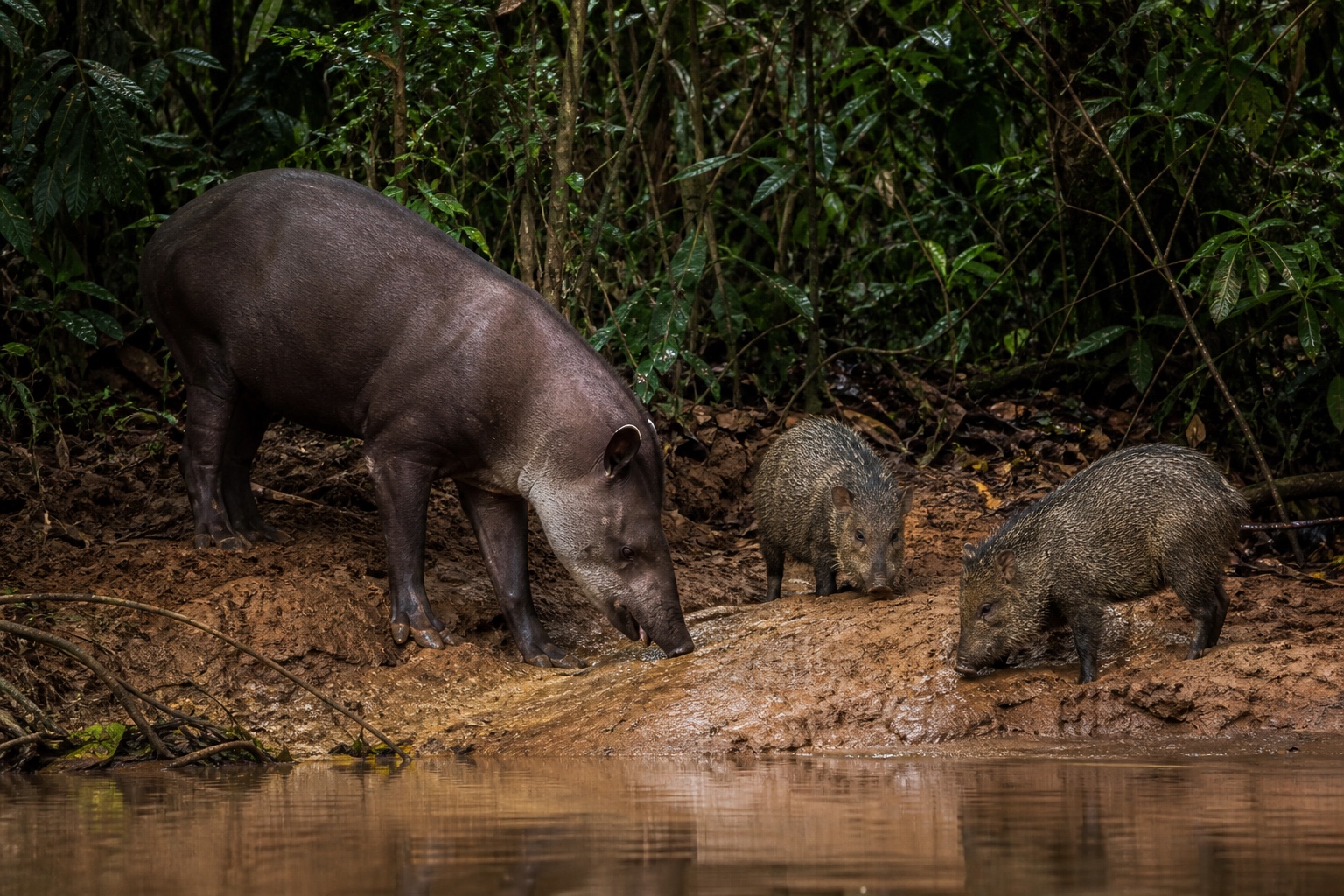 The Amazon's Salt Licks: Where Tapirs, Monkeys and Peccaries Meet