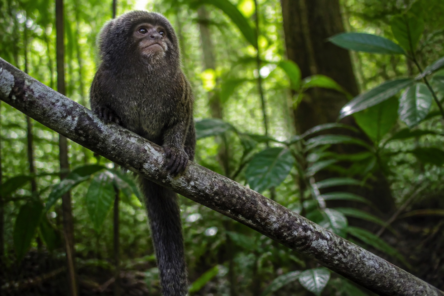 Inside the Body Clock of a Small Amazonian Primate