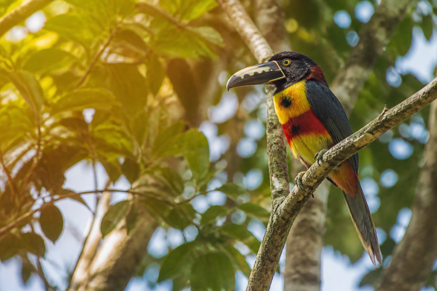 Heat Is Already Cutting Amazon Bird Survival Even Where the Forest Still Stands