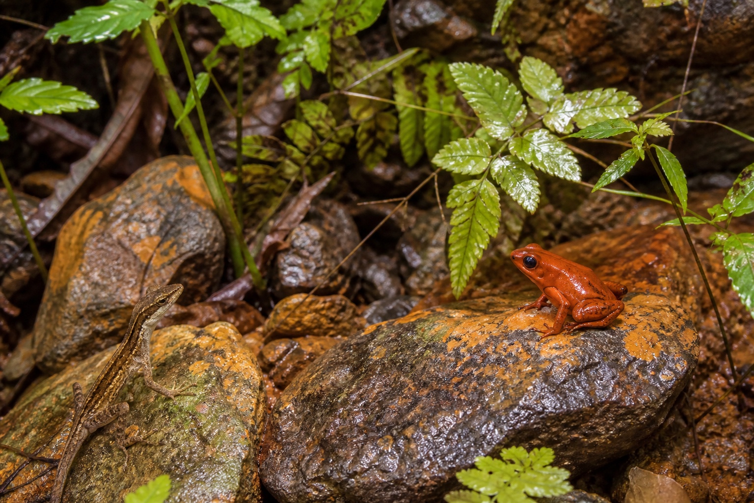 The Frogs and Lizards That Live Right Against Amazonian Houses