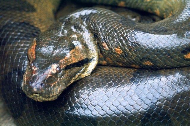 O equilíbrio entre o medo e a cura: o papel das serpentes na Amazônia