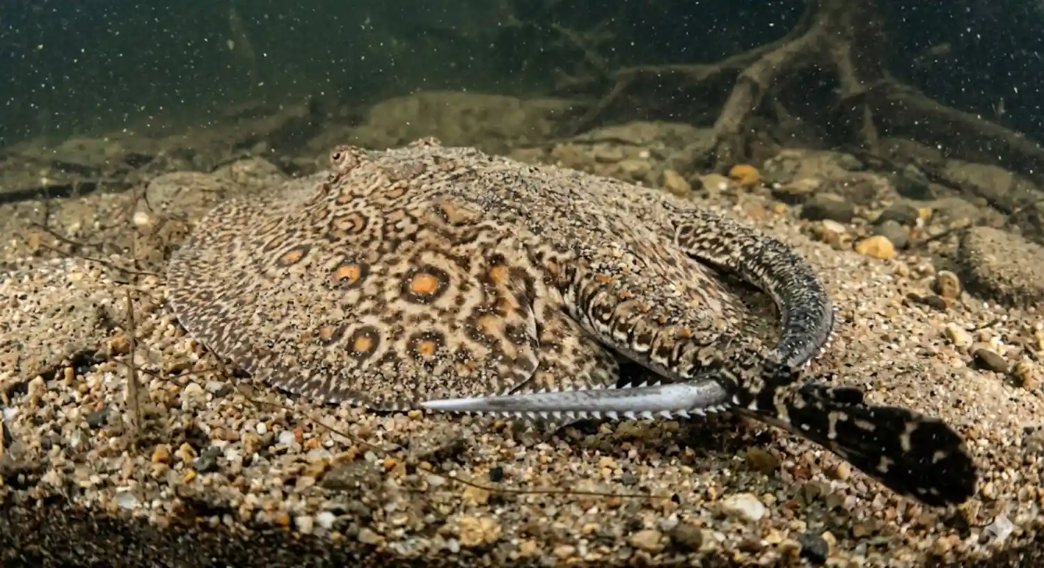 Nas profundezas turvas dos rios que serpenteiam a vasta planície amazônica habita um parente próximo dos tubarões que trocou os oceanos pela água doce há milhões de anos. A arraia de água doce amazônica pertence ao gênero Potamotrygon e se destaca não apenas pela sua forma circular elegante mas também por uma adaptação evolutiva impressionante que a torna uma mestra do disfarce no leito dos rios arenosos. Este peixe cartilaginoso possui a capacidade única de se enterrar parcialmente na areia tornando-se praticamente invisível aos olhos de predadores e presas um fenômeno que a ciência reconhece como parte fundamental de sua biologia de sobrevivência. A arraia camuflagem rio areia é um espetáculo de adaptação. A coloração dorsal desses animais geralmente em tons de marrom cinza ou bege com padrões de manchas ou ocelos imita com precisão o fundo do rio. Ao agitar as bordas do seu corpo discóide a arraia levanta uma nuvem de sedimentos que ao assentar a cobre quase por completo deixando apenas os olhos protuberantes e os espiráculos visíveis. Essa estratégia passiva de caça permite que ela capture pequenos peixes crustáceos e moluscos que se aproximam sem notar sua presença mantendo o equilíbrio ecológico do fundo do rio. No entanto a característica mais notória e frequentemente temida deste animal está localizada em sua extremidade posterior. Ao contrário do que muitos pensam o mecanismo de defesa da arraia água doce Amazônia ferrão não se situa na ponta da cauda como um chicote. O ferrão venenoso encontra-se na verdade na porção dorsal e média da cauda uma área musculosa e robusta. Dependendo da espécie e do tamanho do animal este aguilhão pode variar de alguns centímetros até dimensões consideráveis sendo composto por dentina um material extremamente duro e resistente similar ao dente dos vertebrados. O ferrão da Potamotrygon acidente rio é uma peça de engenharia biológica sofisticada. Ele possui serrilhas laterais voltadas para trás o que facilita a penetração na pele mas dificulta imensamente a sua remoção podendo causar lacerações graves. Coberto por um tecido epitelial o ferrão libera um veneno de natureza proteica quando esse tecido é rompido durante o impacto. Estudos indicam que este veneno é complexo contendo enzimas e toxinas que provocam dor intensa e imediata necrose localizada e inflamação severa no local atingido. A ciência reconhece que a dor relatada em acidentes com arraias é uma das mais lancinantes conhecidas na medicina toxicológica mas é importante ressaltar que o objetivo principal desse veneno é a defesa contra predadores grandes e não a agressão gratuita. A coexistência entre as comunidades ribeirinhas e esses animais é ancestral. Nas praias e remansos dos rios amazônicos onde as arraias preferem ficar para descansar ou caçar os habitantes locais desenvolveram técnicas específicas para evitar acidentes. O "passo do nissei" ou o ato de arrastar os pés na areia em vez de levantá-los é uma prática comum e eficaz. Ao arrastar o pé a pessoa toca suavemente na borda da arraia que assustada geralmente foge rapidamente. O acidente ocorre quando se pisa diretamente no centro do disco do animal pressionando-o contra o fundo o que aciona o reflexo de defesa e o chicoteamento da cauda para cima e para frente cravando o ferrão no pé ou no tornozelo do banhista. Compreender a biologia da arraia de água doce amazônica é fundamental para a conservação e para a segurança de todos que vivem ou visitam a região. Elas são componentes vitais do ecossistema amazônico ocupando nichos importantes na cadeia alimentar. Em vez de temê-las devemos respeitar o seu habitat. Ao entrar em um rio amazônico especialmente durante a estação seca quando as praias se formam o cuidado deve ser redobrado. Evitar áreas de águas muito rasas e paradas em praias isoladas ao amanhecer ou ao anoitecer períodos de maior atividade do animal e usar calçados adequados quando possível são medidas que reduzem drasticamente o risco de acidentes. A educação ambiental é a chave para uma convivência harmoniosa valorizando a biodiversidade sem comprometer o bem-estar humano. Respeitar o espaço do outro seja ele humano ou animal é o primeiro passo para garantir que os rios da Amazônia continuem sendo fontes de vida e beleza para todas as gerações. BOX LATERAL O que fazer em caso de acidente | Se ocorrer um ferrada a primeira medida é manter a calma e sair da água. Mergulhar o local atingido em água quente mas suportável por 30 a 90 minutos ajuda a desativar as proteínas do veneno aliviando a dor. Não faça torniquetes ou cortes na ferida. Procure atendimento médico imediatamente para a remoção segura de possíveis fragmentos do ferrão limpeza e medicação adequada prevenindo infecções secundárias.