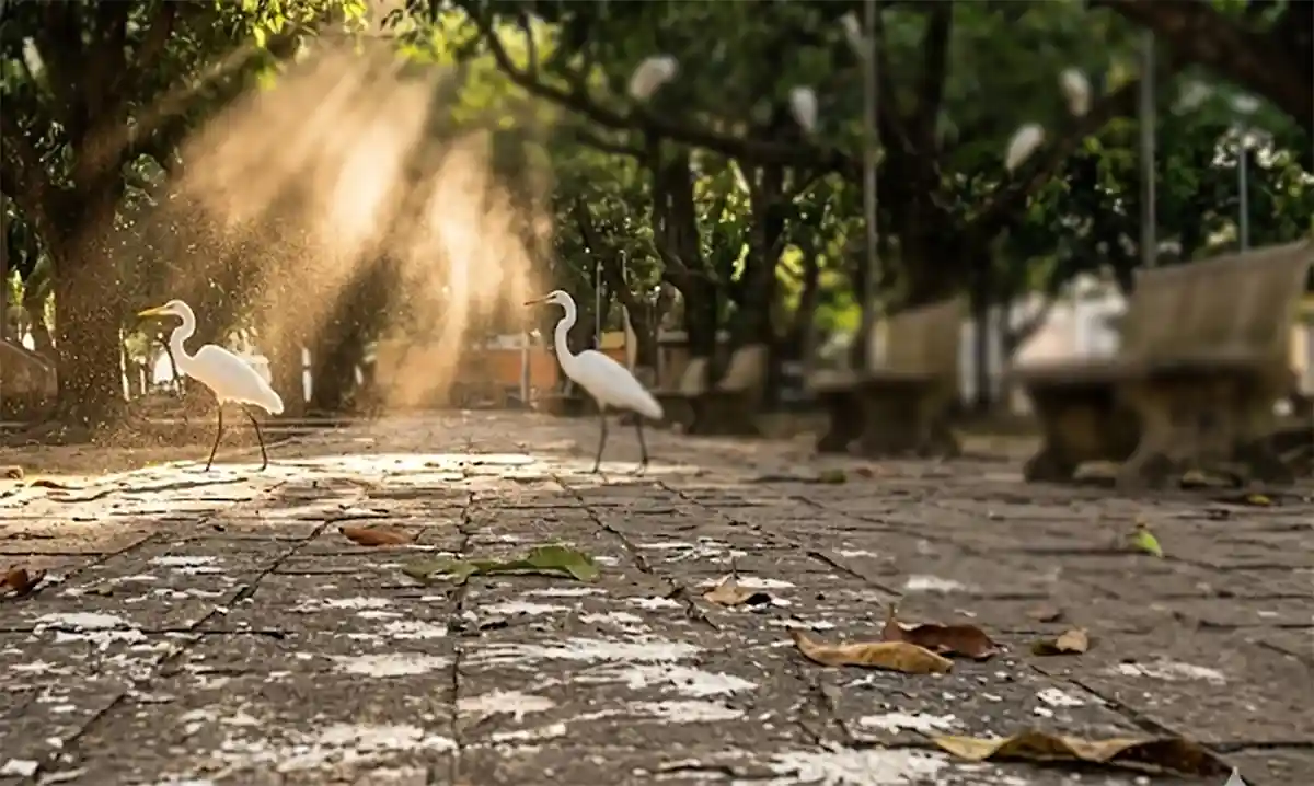 fezes secas de aves no chão de uma praça tropical, partículas de poeira suspensas no ar iluminadas por raio de sol, garças-brancas