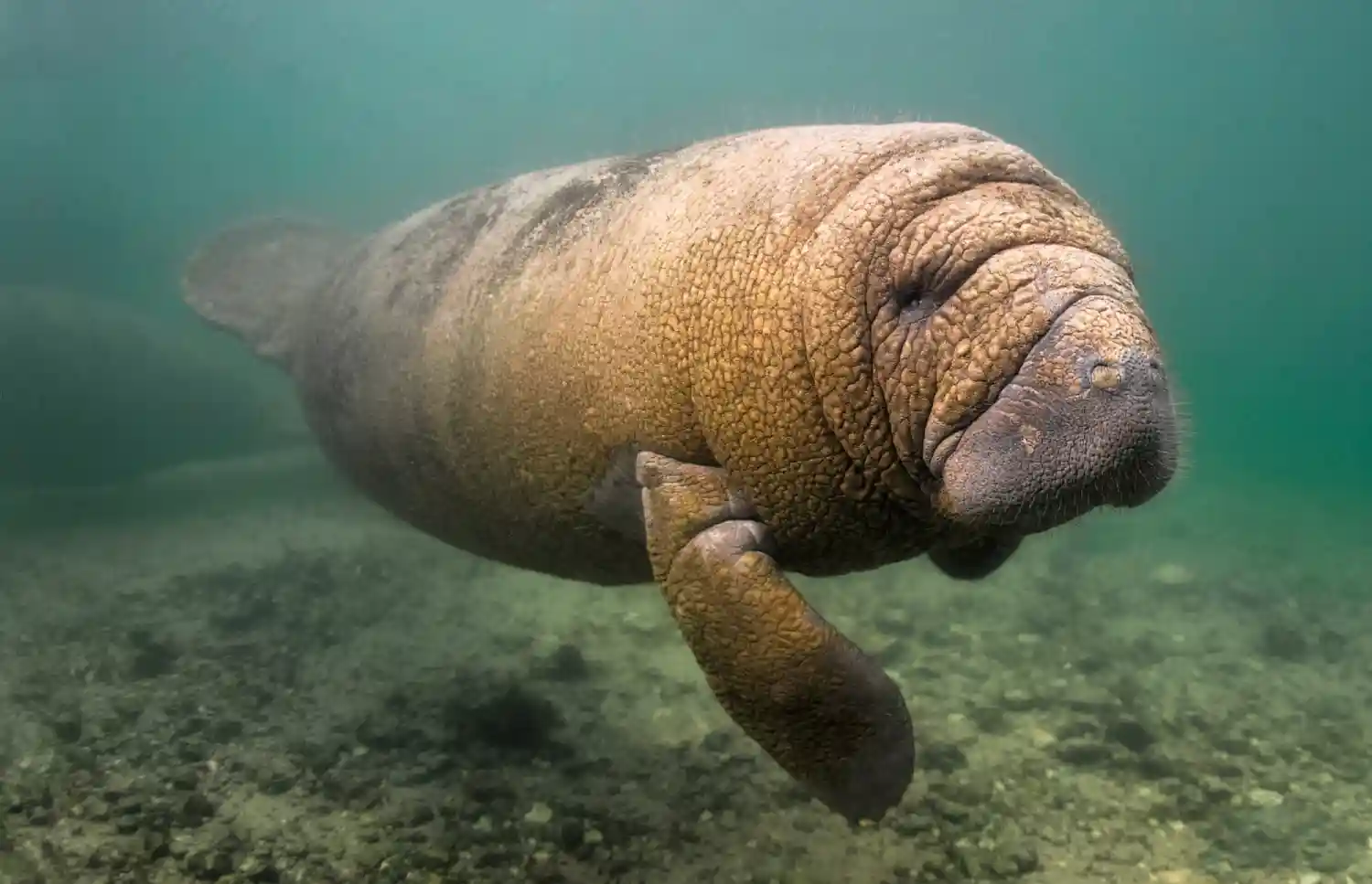 O peixe boi que vive entre árvores centenárias no coração histórico da cidade de Belém