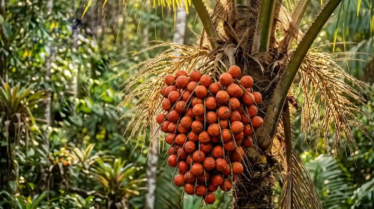 Como o fruto do tucumã sustenta a fauna silvestre e a gastronomia regional unindo diversas espécies na floresta amazônica