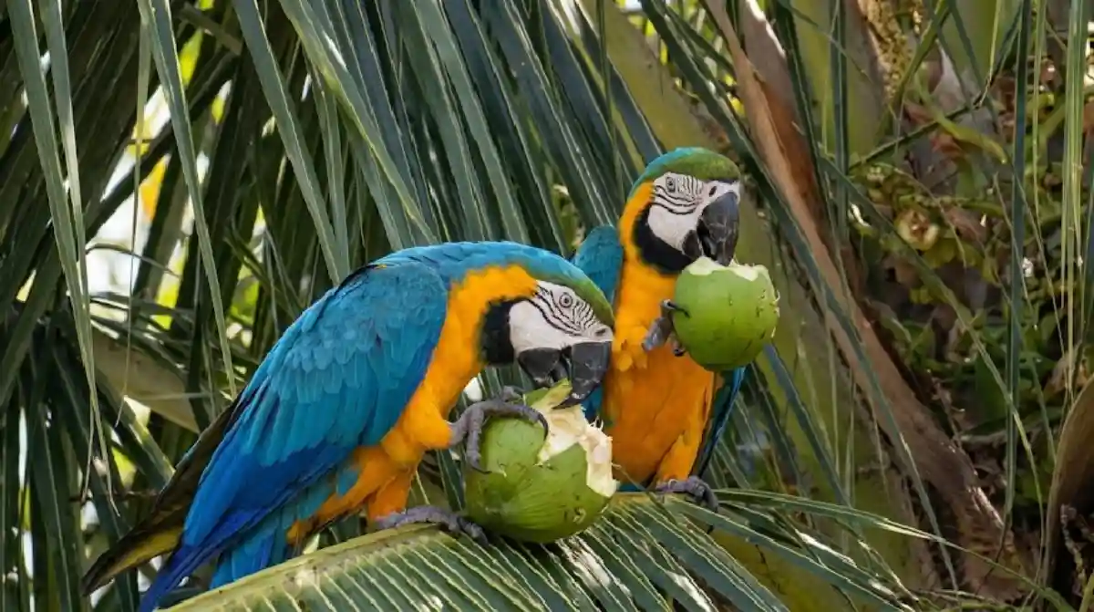 Como a surpreendente inteligência da arara-azul-grande ao usar pedras para quebrar cocos revela a complexidade do comportamento animal na Amazônia