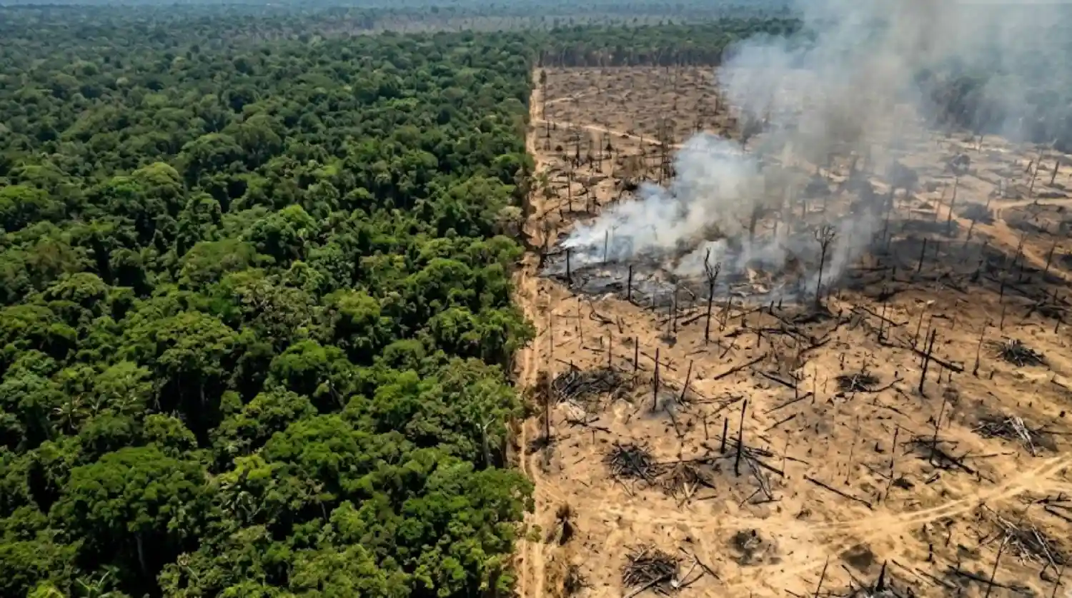 O colapso silencioso da Floresta Amazónica e a descoberta científica que revela o aumento das emissões de carbono em áreas devastadas