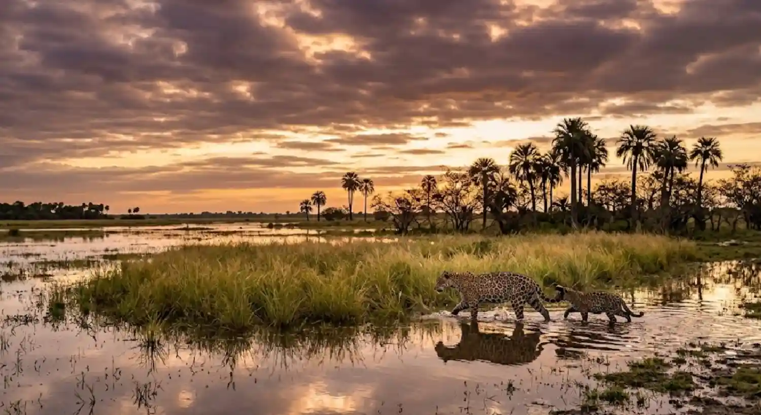 The Jaguar Returns to the Iberá Wetlands
