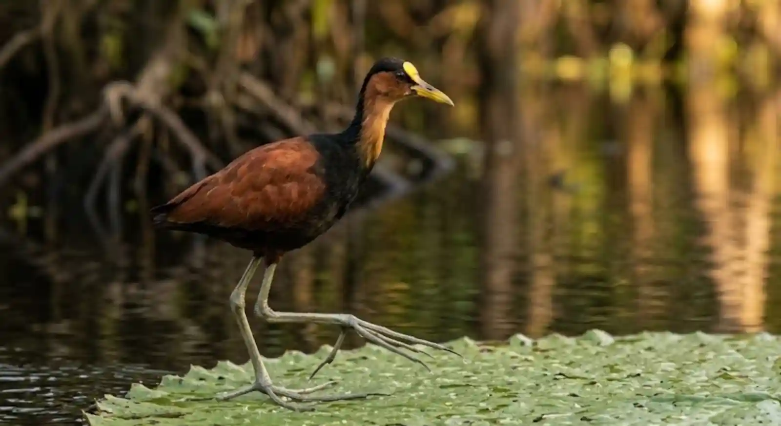 Como a Jaçanã Amazônica Caminha Sobre a Água e o Macho Assume Sozinho a Paternidade da Espécie