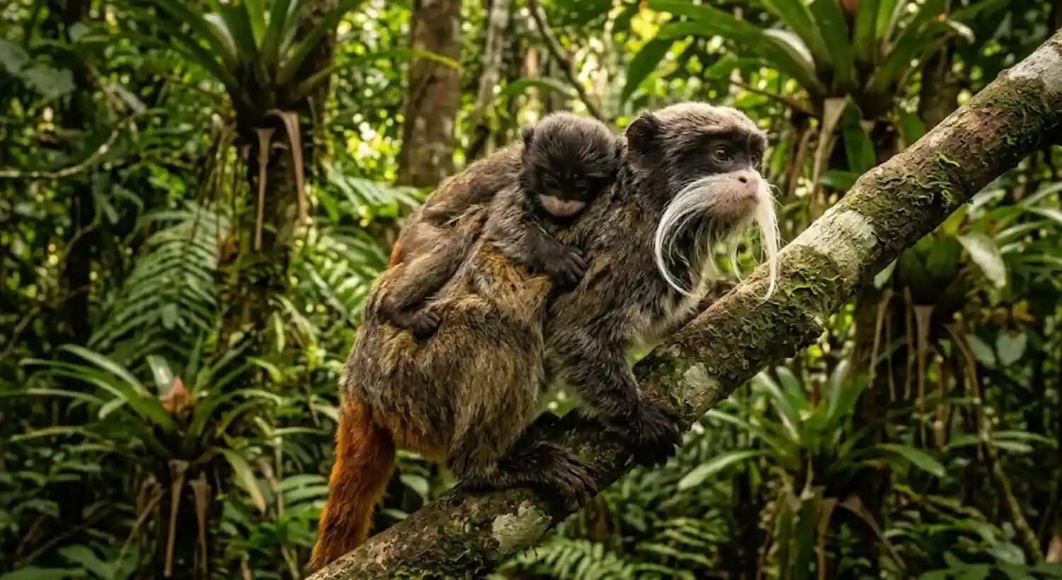 The Emperor Tamarin Moustache and the Troop That Raises Twins Together