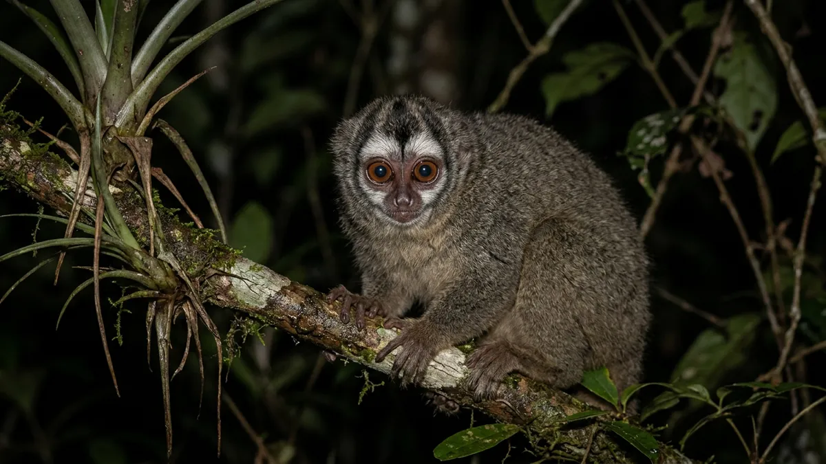 Macaco-da-noite, único primata noturno das Américas, tem olhos grandes, retina de bastonetes e macho que carrega o filhote