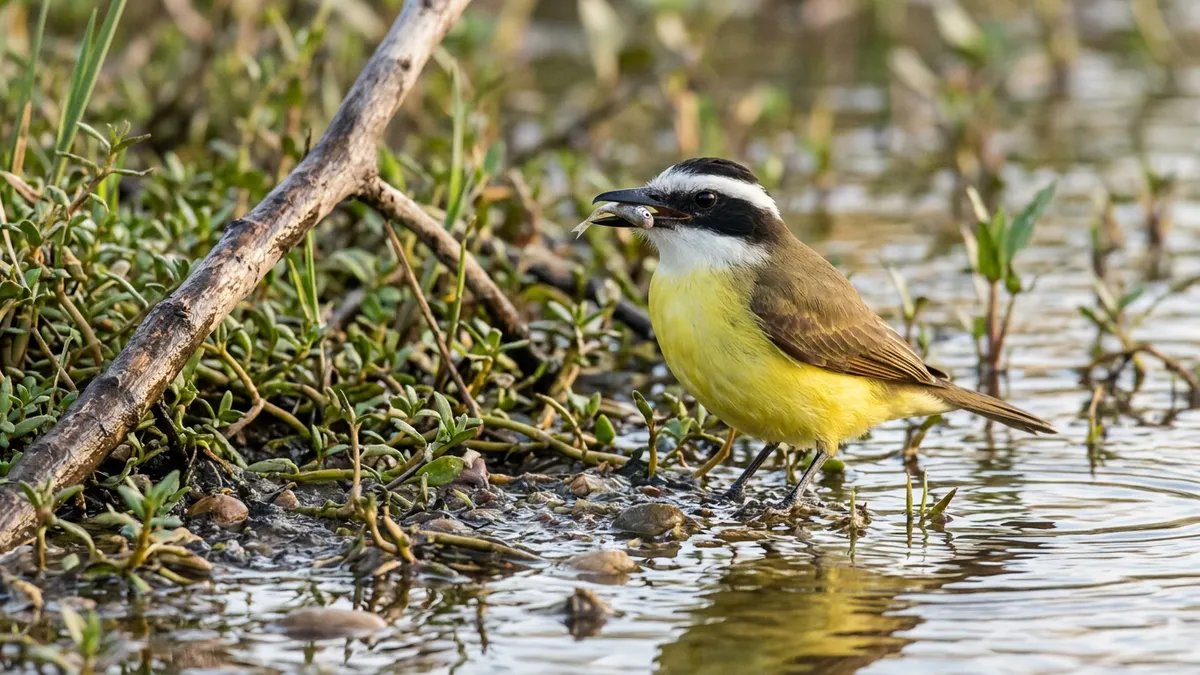 Bem-te-vi pesca peixe pequeno em água rasa, muda a técnica conforme a margem e defende ninho volumoso contra aves maiores