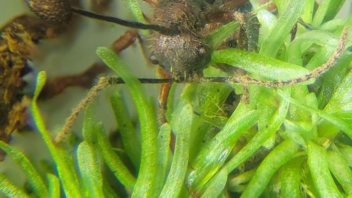 Fungo zumbificador é encontrado em musgos da Amazônia e pode revelar nova rota de infecção em formigas